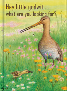 Hey little godwit … what are you looking for?