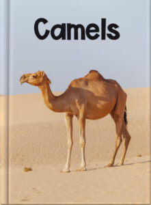 Camels