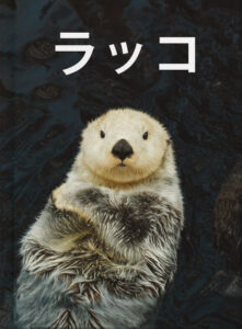 ラッコ