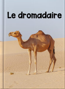 Le dromadaire