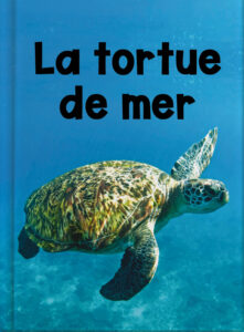 La tortue de mer