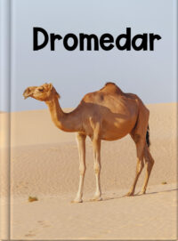 Dromedar